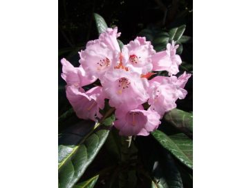 'Cinnamon Princess' - różanecznik z serii GREEN GIANTS
Rhododendron campanulatum x rex 'Cinnamon Princess'
