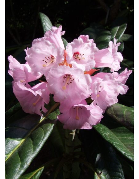 'Cinnamon Princess' - różanecznik z serii GREEN GIANTS
Rhododendron campanulatum x rex 'Cinnamon Princess'