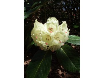 'King Size' - różanecznik z serii GREEN GIANTS
Rhododendron (brachycarpum x macabeanum) x macabeanum 'King Size'