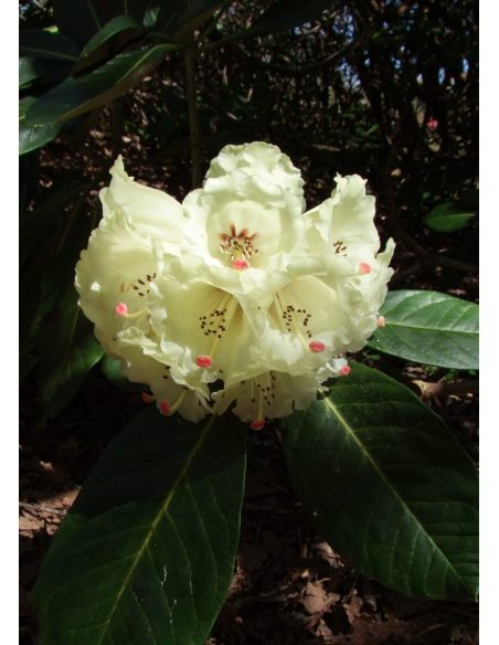 'King Size' - różanecznik z serii GREEN GIANTS
Rhododendron (brachycarpum x macabeanum) x macabeanum 'King Size'