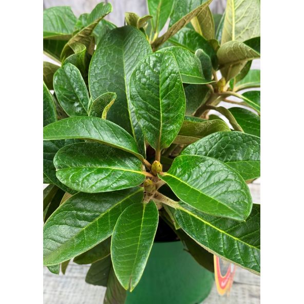 'King Size' - różanecznik z serii GREEN GIANTS
Rhododendron (brachycarpum x macabeanum) x macabeanum 'King Size'