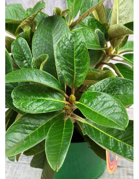 'King Size' - różanecznik z serii GREEN GIANTS
Rhododendron (brachycarpum x macabeanum) x macabeanum 'King Size'