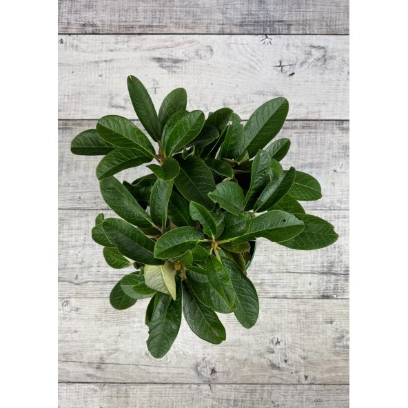 'King Size' - różanecznik z serii GREEN GIANTS
Rhododendron (brachycarpum x macabeanum) x macabeanum 'King Size'