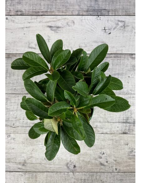 'King Size' - różanecznik z serii GREEN GIANTS
Rhododendron (brachycarpum x macabeanum) x macabeanum 'King Size'