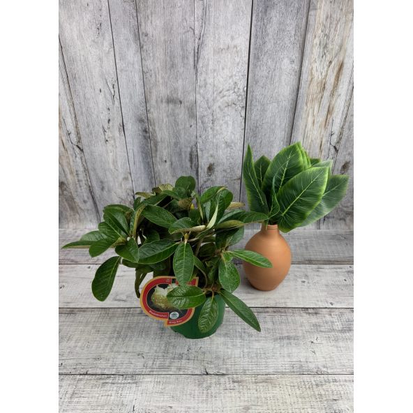 'King Size' - różanecznik z serii GREEN GIANTS
Rhododendron (brachycarpum x macabeanum) x macabeanum 'King Size'