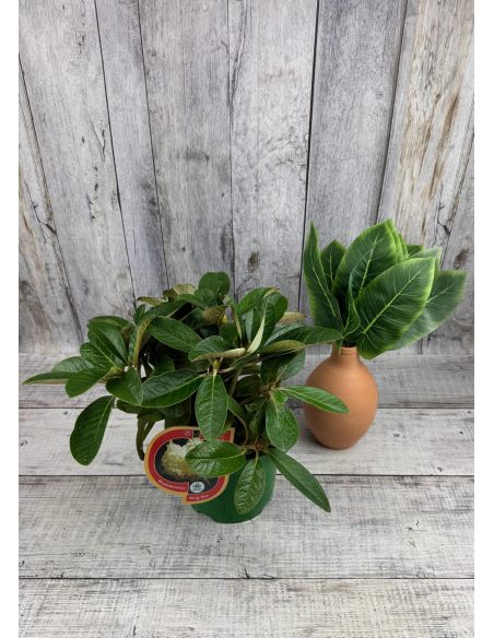 'King Size' - różanecznik z serii GREEN GIANTS
Rhododendron (brachycarpum x macabeanum) x macabeanum 'King Size'