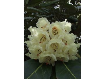'Queen Size' - różanecznik z serii GREEN GIANTS
Rhododendron brachycarpum x macabeanum 'Queen Size'