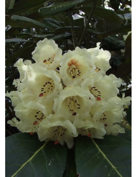 'Queen Size' - różanecznik z serii GREEN GIANTS
Rhododendron brachycarpum x macabeanum 'Queen Size'