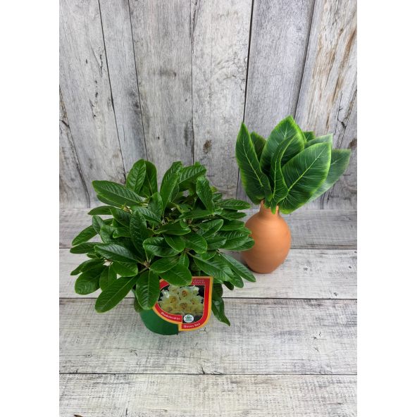 'Queen Size' - różanecznik z serii GREEN GIANTS
Rhododendron brachycarpum x macabeanum 'Queen Size'