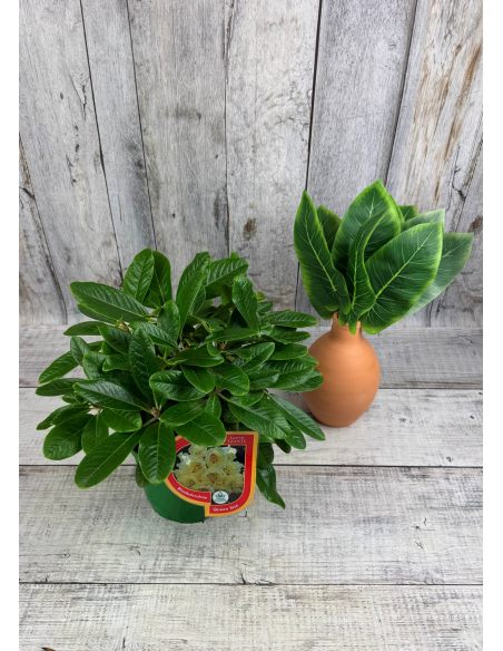 'Queen Size' - różanecznik z serii GREEN GIANTS
Rhododendron brachycarpum x macabeanum 'Queen Size'