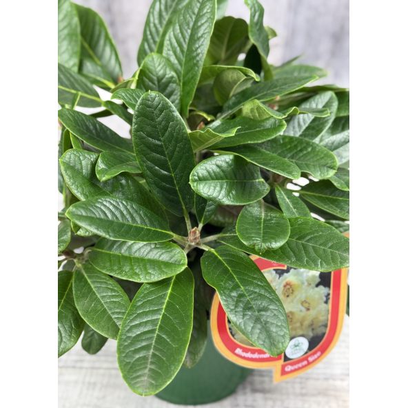 'Queen Size' - różanecznik z serii GREEN GIANTS
Rhododendron brachycarpum x macabeanum 'Queen Size'