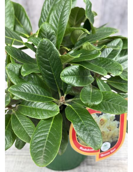 'Queen Size' - różanecznik z serii GREEN GIANTS
Rhododendron brachycarpum x macabeanum 'Queen Size'