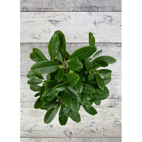 'Queen Size' - różanecznik z serii GREEN GIANTS
Rhododendron brachycarpum x macabeanum 'Queen Size'