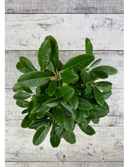 'Queen Size' - różanecznik z serii GREEN GIANTS
Rhododendron brachycarpum x macabeanum 'Queen Size'