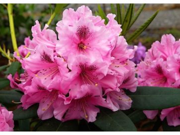 'Lovoš' - różanecznik wielkokwiatowy
Rhododendron hybridum 'Lovoš'