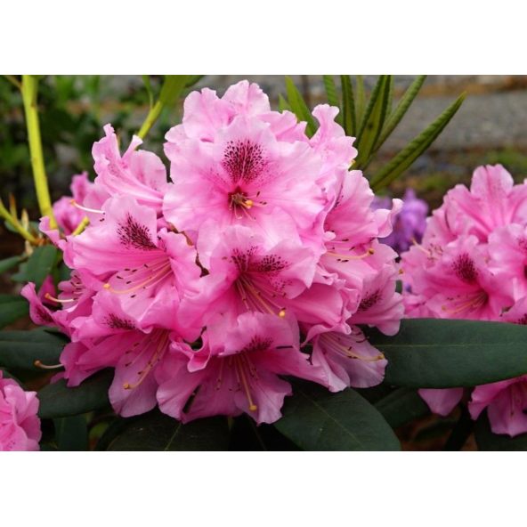 'Lovoš' - różanecznik wielkokwiatowy
Rhododendron hybridum 'Lovoš'