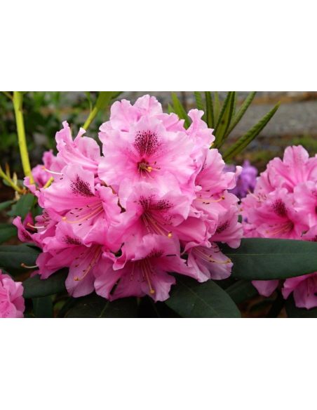 'Lovoš' - różanecznik wielkokwiatowy
Rhododendron hybridum 'Lovoš' 'Lovoš' - różanecznik wielkokwiatowy
Rhododendron hybridum 'Lovoš'