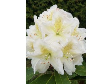 'Studenec' - różanecznik wielkokwiatowy
Rhododendron hybridum 'Studenec'