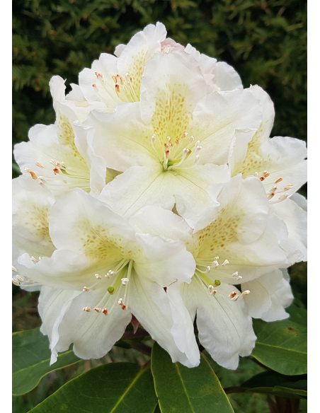 'Studenec' - różanecznik wielkokwiatowy
Rhododendron hybridum 'Studenec'
