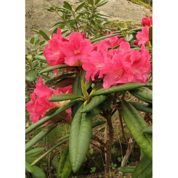 'Teuvo' - różanecznik wielkokwiatowy
Rhododendron hybridum 'Teuvo'