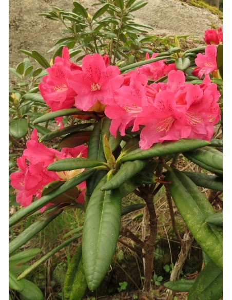 'Teuvo' - różanecznik wielkokwiatowy
Rhododendron hybridum 'Teuvo' 'Teuvo' - różanecznik wielkokwiatowy
Rhododendron hybridum 'Teuvo'