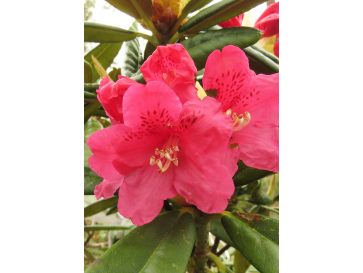 'Teuvo' - różanecznik wielkokwiatowy
Rhododendron hybridum 'Teuvo'