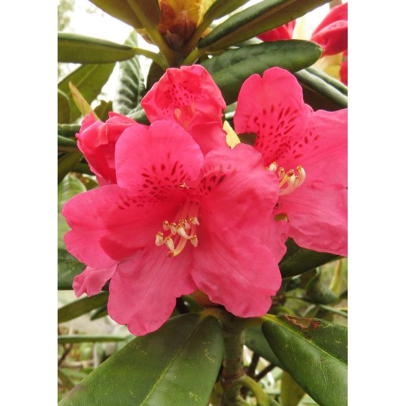 'Teuvo' - różanecznik wielkokwiatowy
Rhododendron hybridum 'Teuvo'