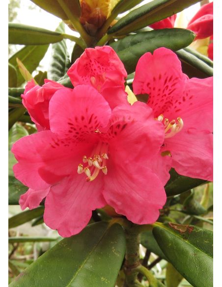 'Teuvo' - różanecznik wielkokwiatowy
Rhododendron hybridum 'Teuvo' 'Teuvo' - różanecznik wielkokwiatowy
Rhododendron hybridum 'Teuvo'