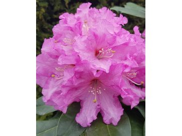 'Klínovec' - różanecznik wielkokwiatowy
Rhododendron hybridum 'Klínovec'