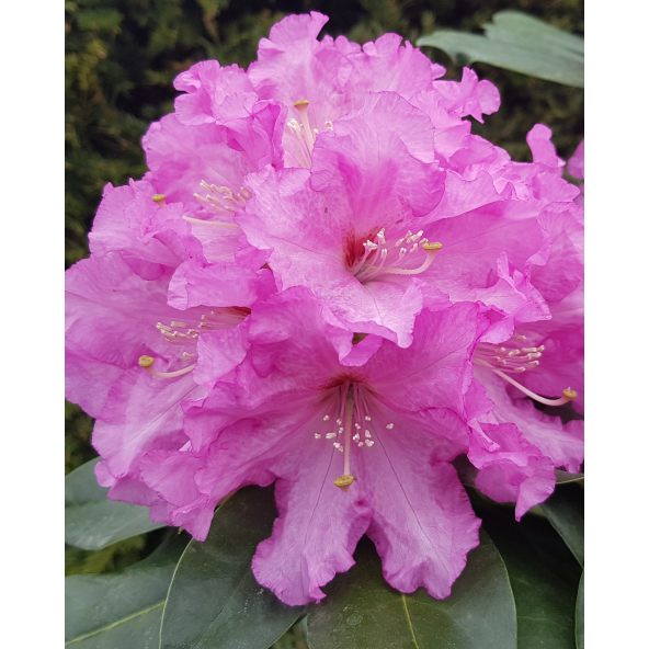 'Klínovec' - różanecznik wielkokwiatowy
Rhododendron hybridum 'Klínovec'