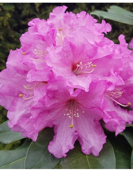 'Klínovec' - różanecznik wielkokwiatowy
Rhododendron hybridum 'Klínovec' 'Klínovec' - różanecznik wielkokwiatowy
Rhododendron hybridum 'Klínovec'