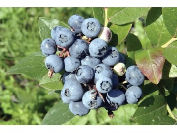 Borówka amerykańska Bluejay