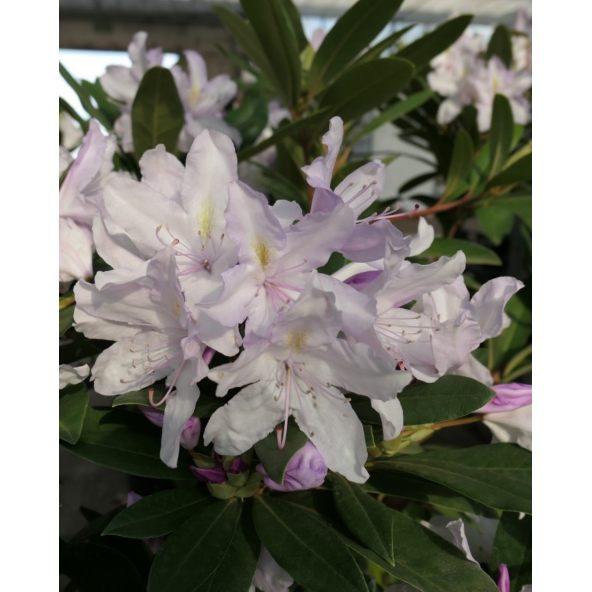 Bezděz - różanecznik wielkokwiatowy
Rhododendron hybridum 'Bezděz'