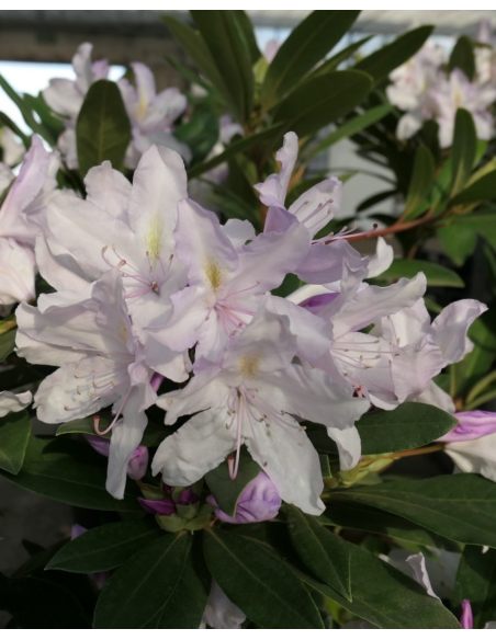 Bezděz - różanecznik wielkokwiatowy
Rhododendron hybridum 'Bezděz'