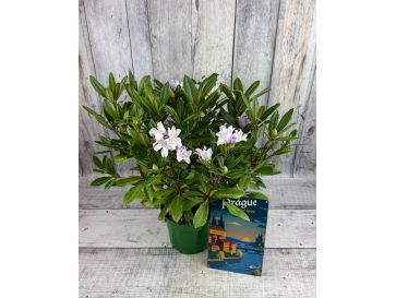 Bezděz - różanecznik wielkokwiatowy
Rhododendron hybridum 'Bezděz' 2