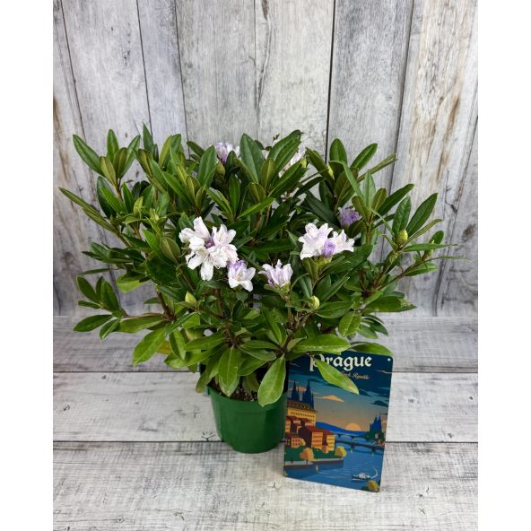 Bezděz - różanecznik wielkokwiatowy
Rhododendron hybridum 'Bezděz'