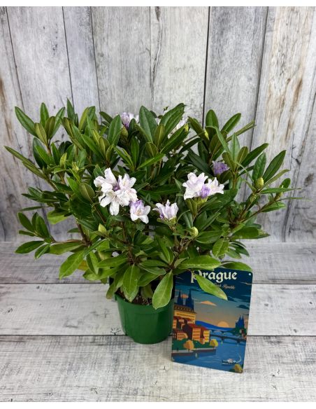 Bezděz - różanecznik wielkokwiatowy
Rhododendron hybridum 'Bezděz'