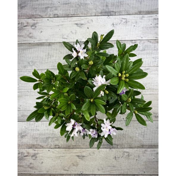 Bezděz - różanecznik wielkokwiatowy
Rhododendron hybridum 'Bezděz'