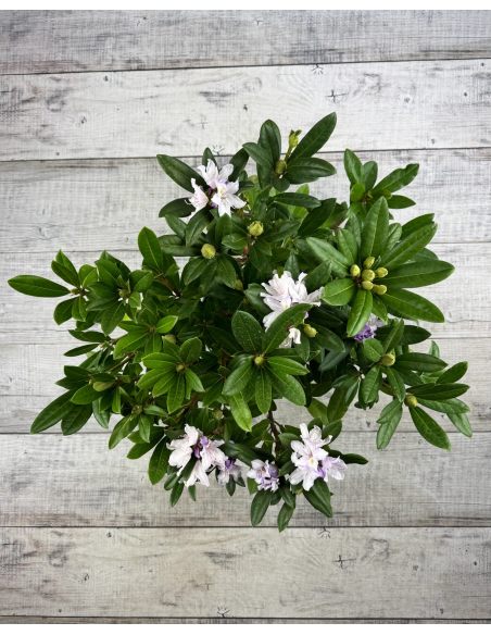 Bezděz - różanecznik wielkokwiatowy
Rhododendron hybridum 'Bezděz'