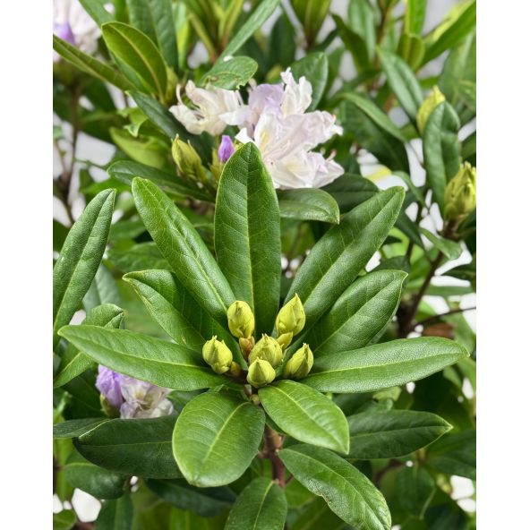 Bezděz - różanecznik wielkokwiatowy
Rhododendron hybridum 'Bezděz'