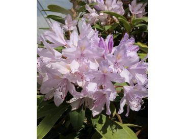 Bezděz - różanecznik wielkokwiatowy
Rhododendron hybridum 'Bezděz'