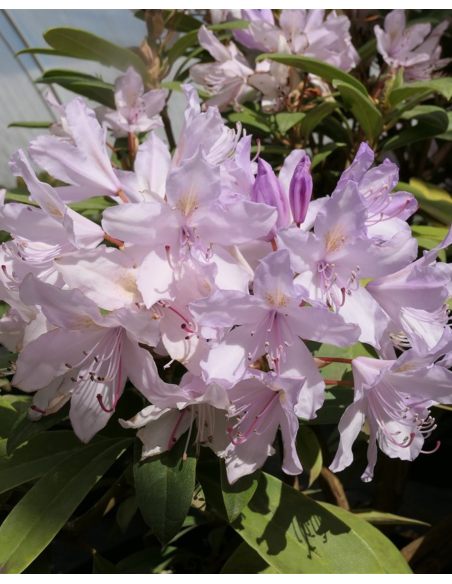 Bezděz - różanecznik wielkokwiatowy
Rhododendron hybridum 'Bezděz'