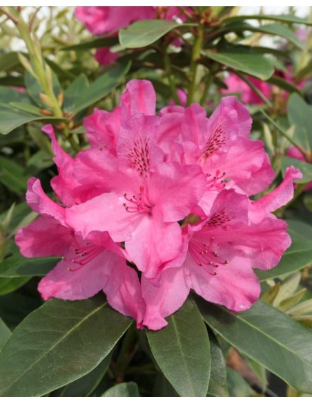 Sovinec - różanecznik wielkokwiatowy
Rhododendron hybridum 'Sovinec'