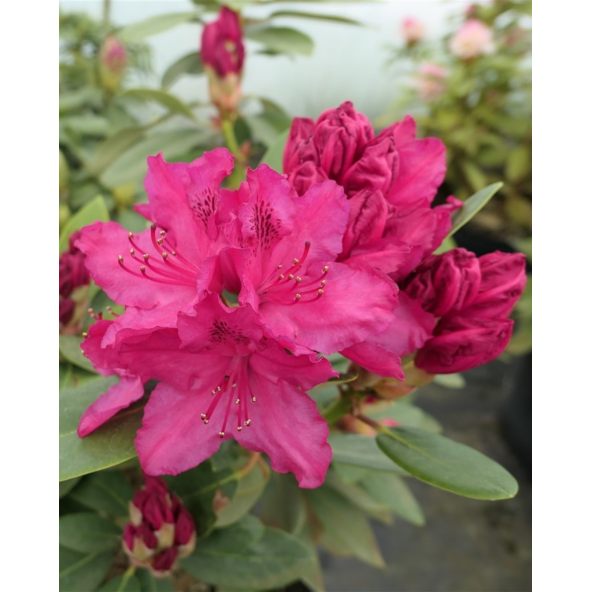 Sovinec - różanecznik wielkokwiatowy
Rhododendron hybridum 'Sovinec'