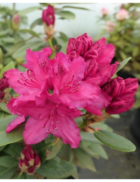 Sovinec - różanecznik wielkokwiatowy
Rhododendron hybridum 'Sovinec'