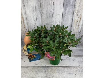 Sovinec - różanecznik wielkokwiatowy
Rhododendron hybridum 'Sovinec' 2