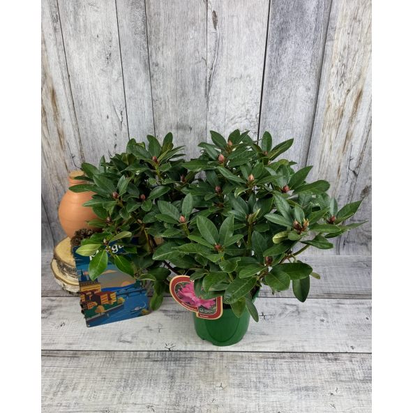 Sovinec - różanecznik wielkokwiatowy
Rhododendron hybridum 'Sovinec'