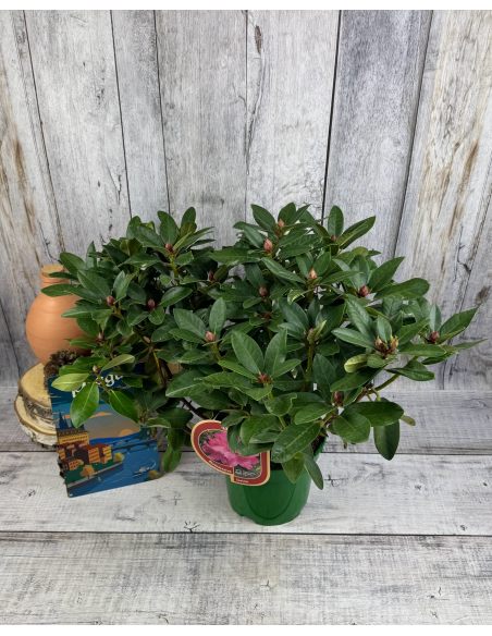 Sovinec - różanecznik wielkokwiatowy
Rhododendron hybridum 'Sovinec'