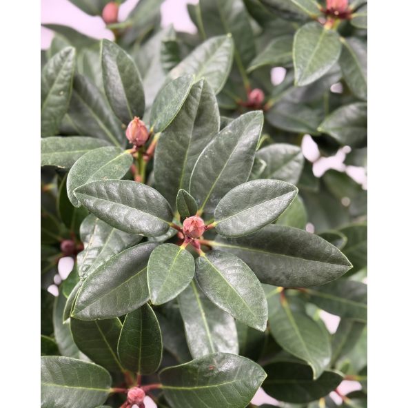 Sovinec - różanecznik wielkokwiatowy
Rhododendron hybridum 'Sovinec'