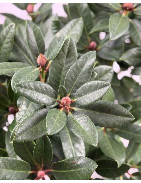 Sovinec - różanecznik wielkokwiatowy
Rhododendron hybridum 'Sovinec'